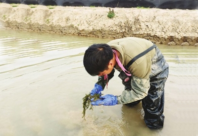 吴泽建在崇明养殖基地查看水中的植物，判断小龙虾生存环境
