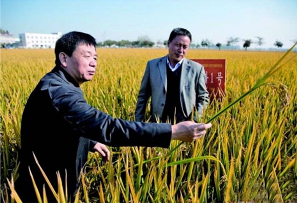 中科院遗传与发育生物研究所李家洋院士（左）在江苏沭阳县青伊湖农场查看水稻生长情况