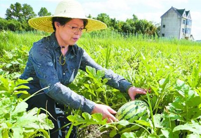 顾卫红在金山“申抗988”西瓜原生态种植基地