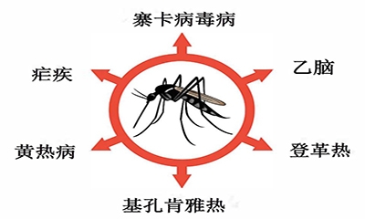 蚊子传染1.jpg