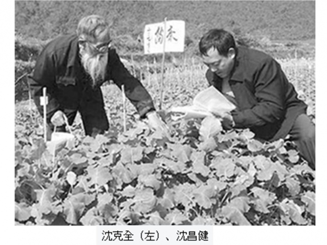 沈