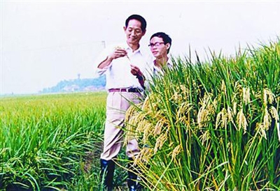 袁隆平把稻田当作了实验室