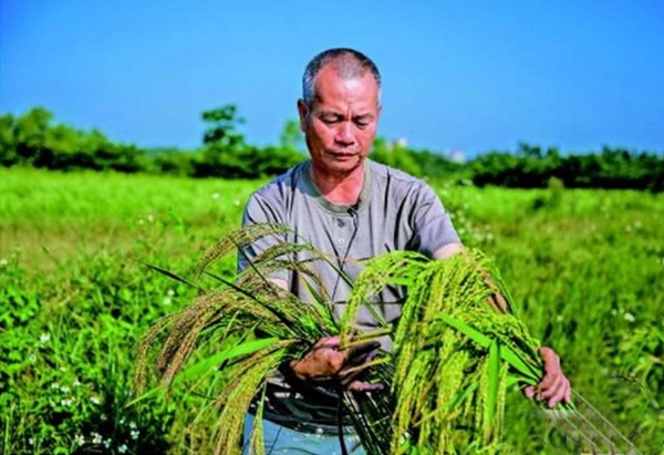 10月18日，陈日胜在稻田中检查稻谷情况