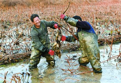 兰考县曹庄村村民在当地藕塘里采莲藕