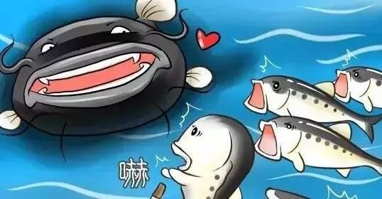 170620d鲇鱼效应