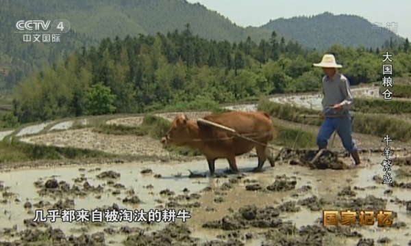 大国粮仓牛羊繁盛.jpg