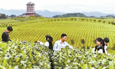 2016年，郭俊从贵州大学茶学专业毕业后回到家乡贵州省湄潭县的茶企工作.jpg