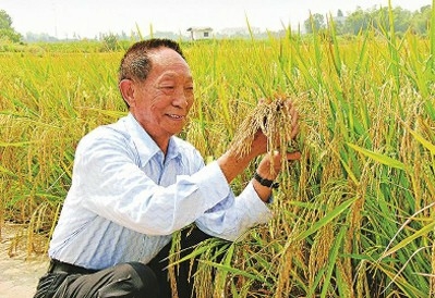 袁隆平捧着沉甸甸的稻穗，它们承载着他的梦想