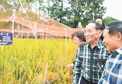 袁隆平（右二）与测产专家组考察湖南杂交水稻研究中心试验示范田