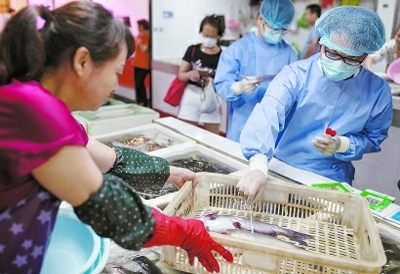 身着隔离衣的食品应急采样员在洛宜菜场内采样。采样对象不仅包括各类水产，还有市场人员的手和围裙，乃至秤、地漏、下水道等