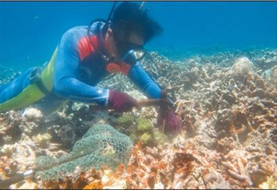 热海所科研人员在海底修复珊瑚