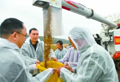 昨天，在第三代杂交水稻“叁优一号”衡南试验示范基地，工作人员将稻谷装袋