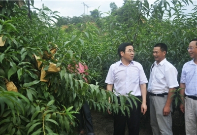 2011年7月，黄诗燕（右三）在霞阳镇考察黄桃种植业